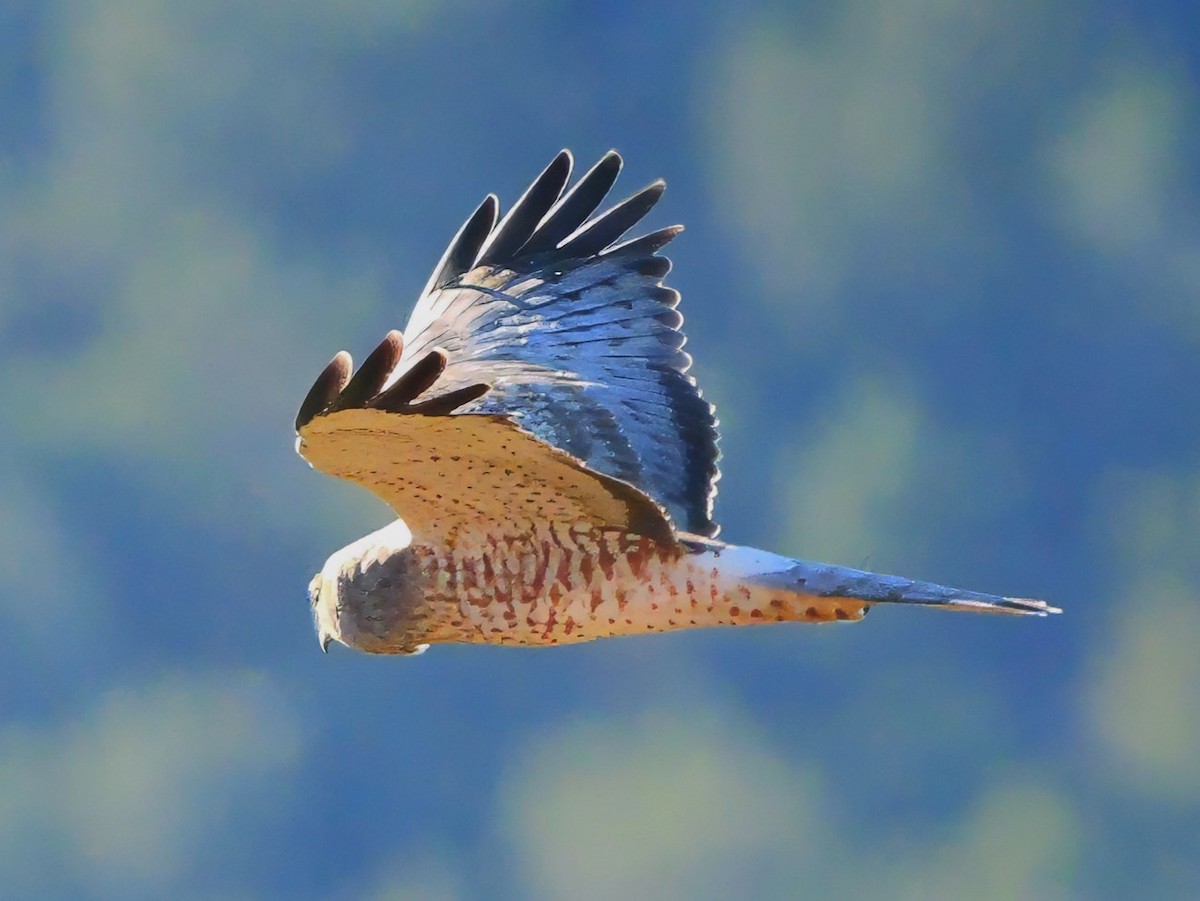 Northern Harrier - ML625410479