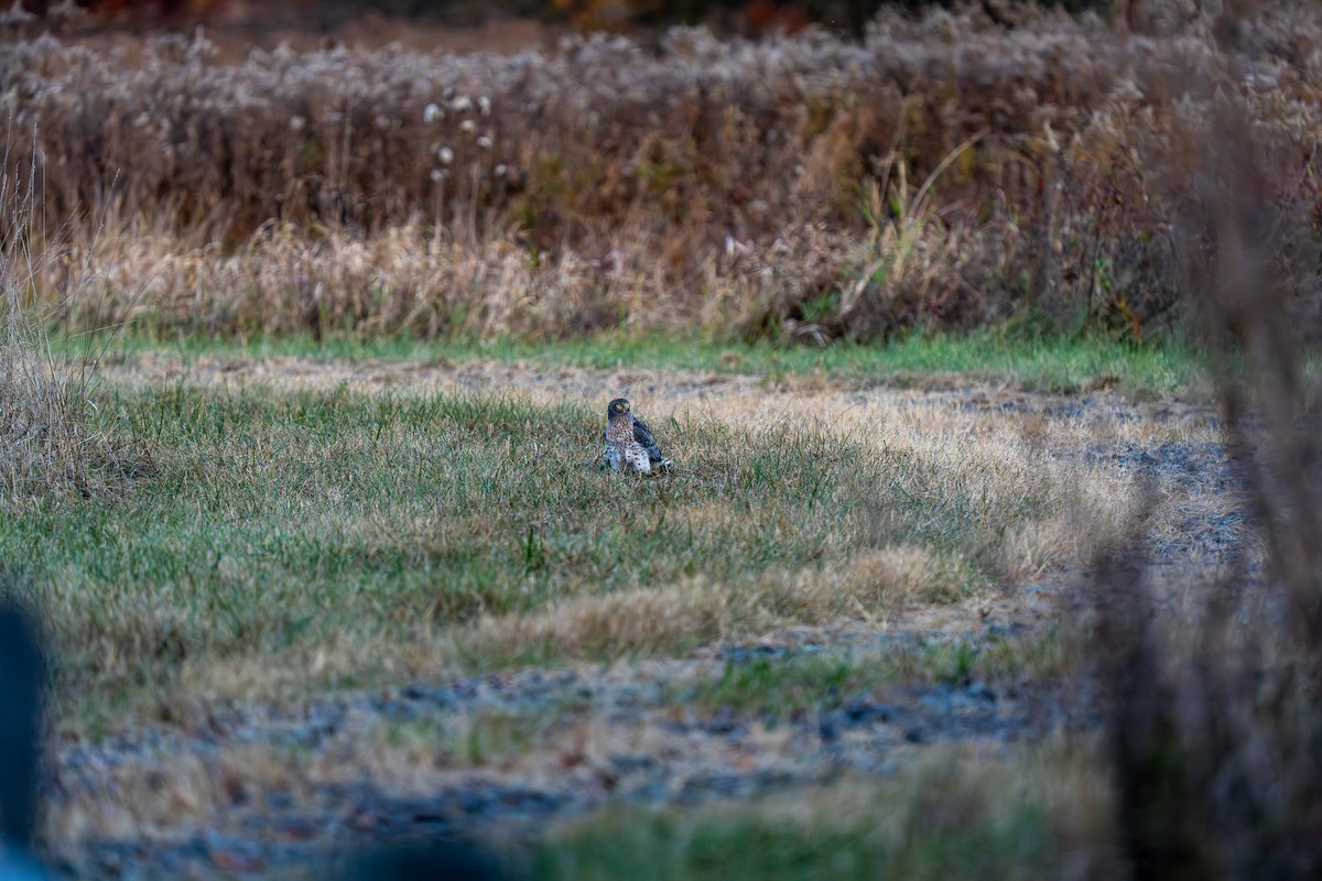 Northern Harrier - ML625410535