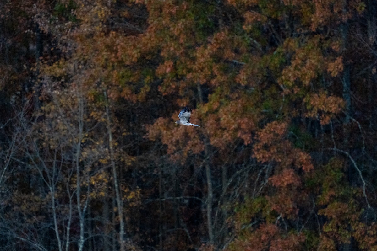 Northern Harrier - ML625410536