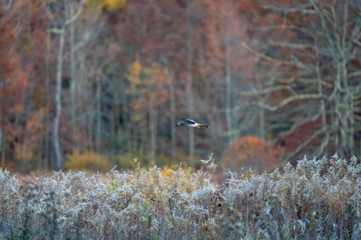 Northern Harrier - ML625410537