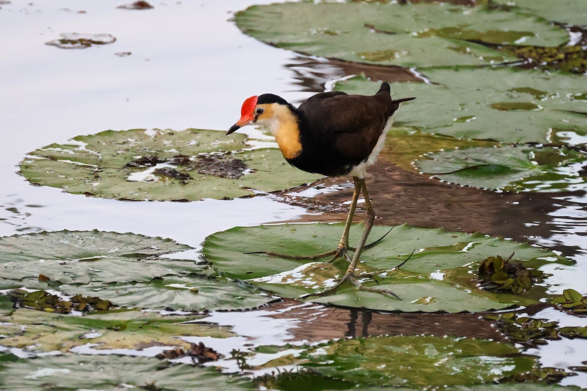 Comb-crested Jacana - ML625410541