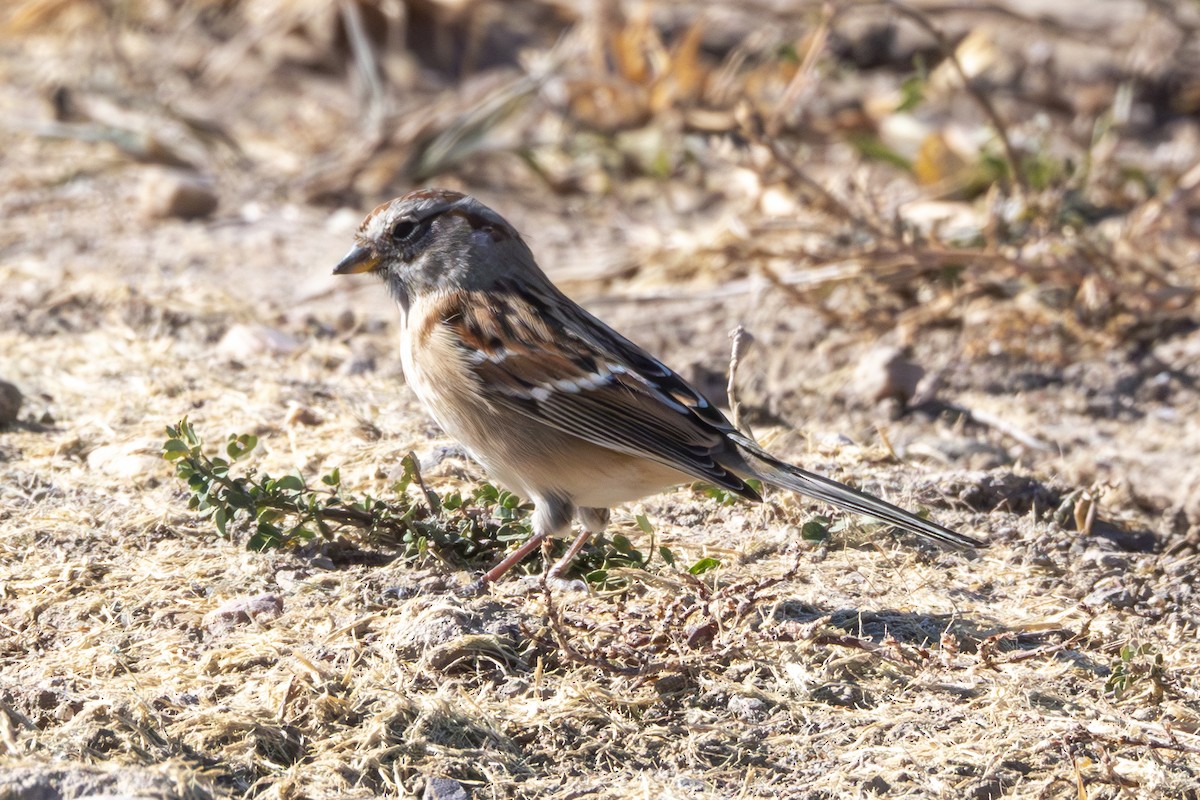 American Tree Sparrow - ML625410565