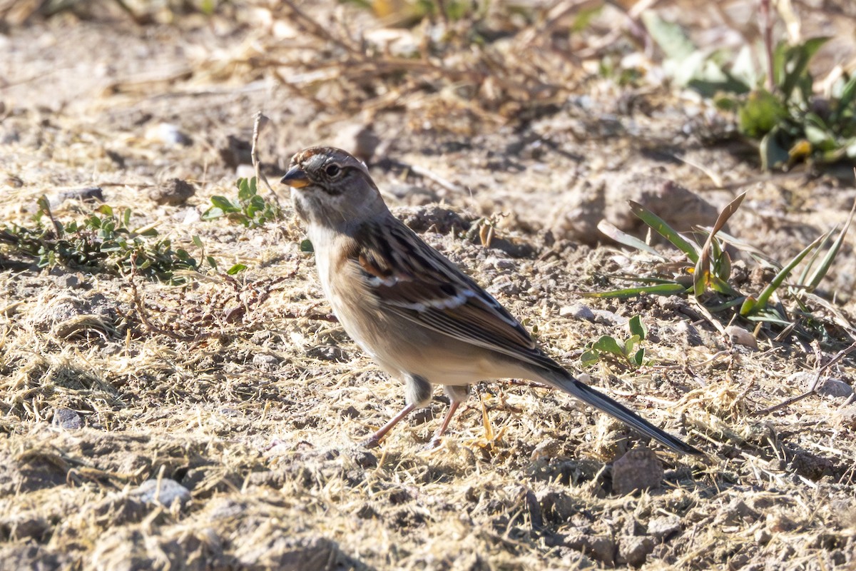 American Tree Sparrow - ML625410566