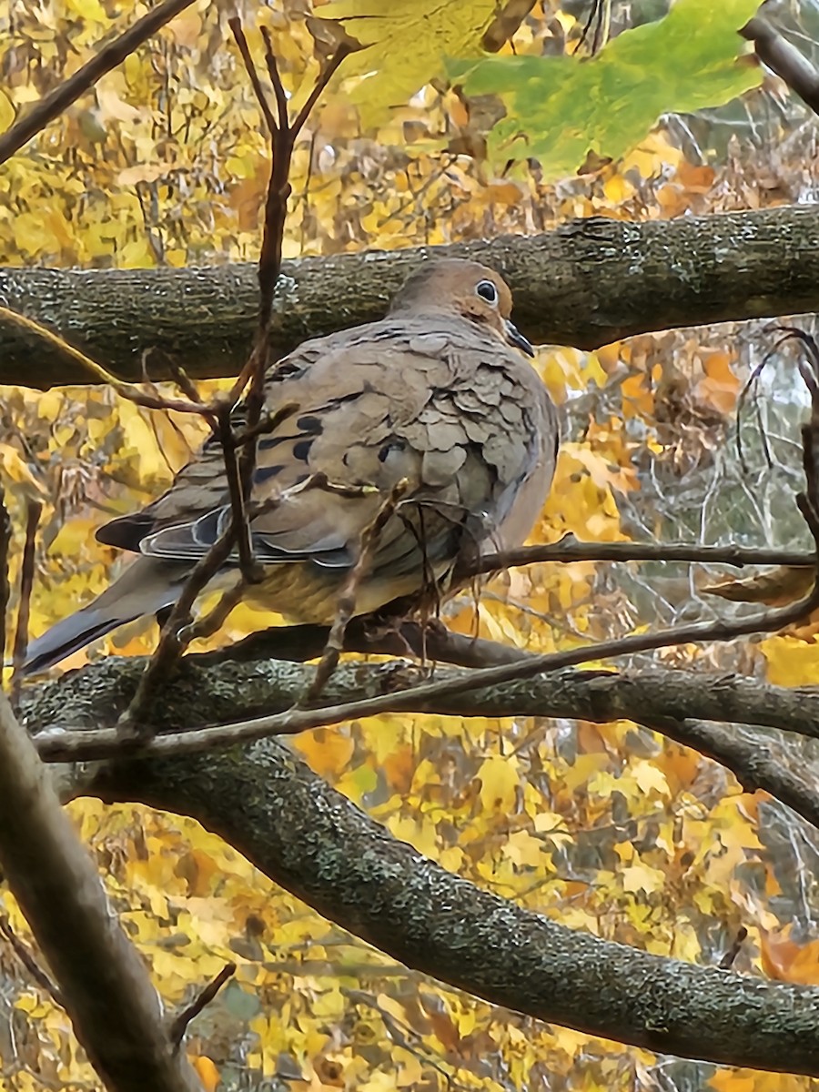 Mourning Dove - Randy  Smith