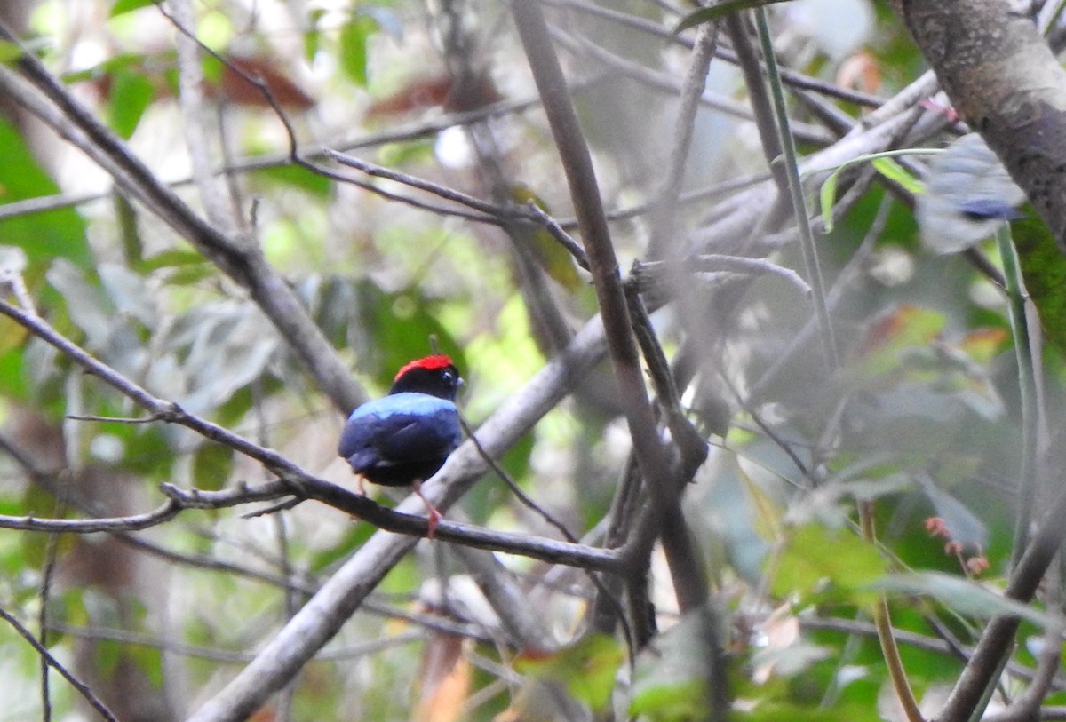 Blue-backed Manakin - ML625410822