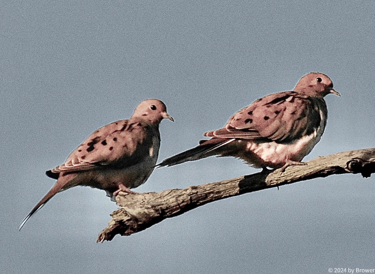 Mourning Dove - ML625410853