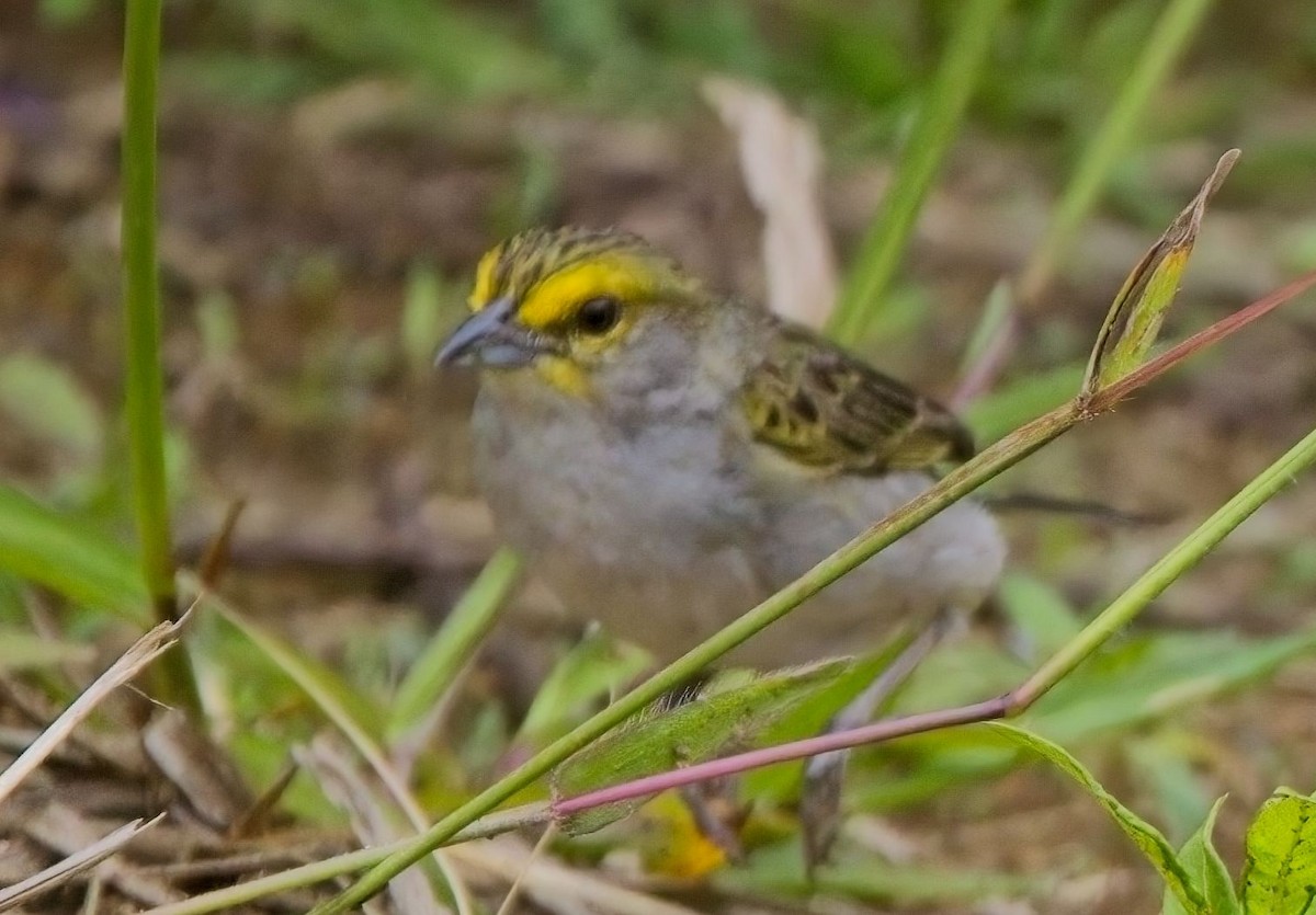 Yellow-browed Sparrow - ML625410874