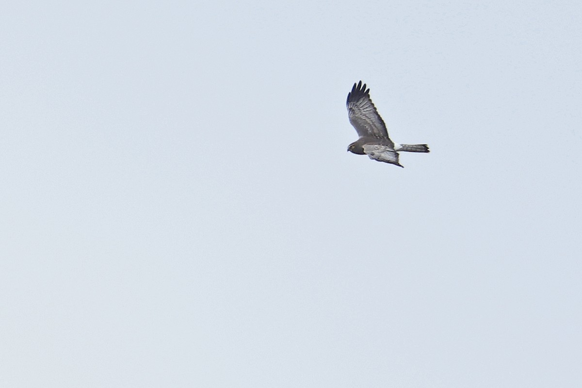 Northern Harrier - ML625410887