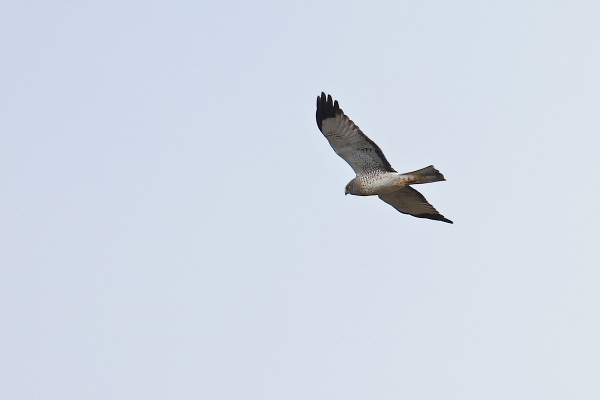 Northern Harrier - ML625410888