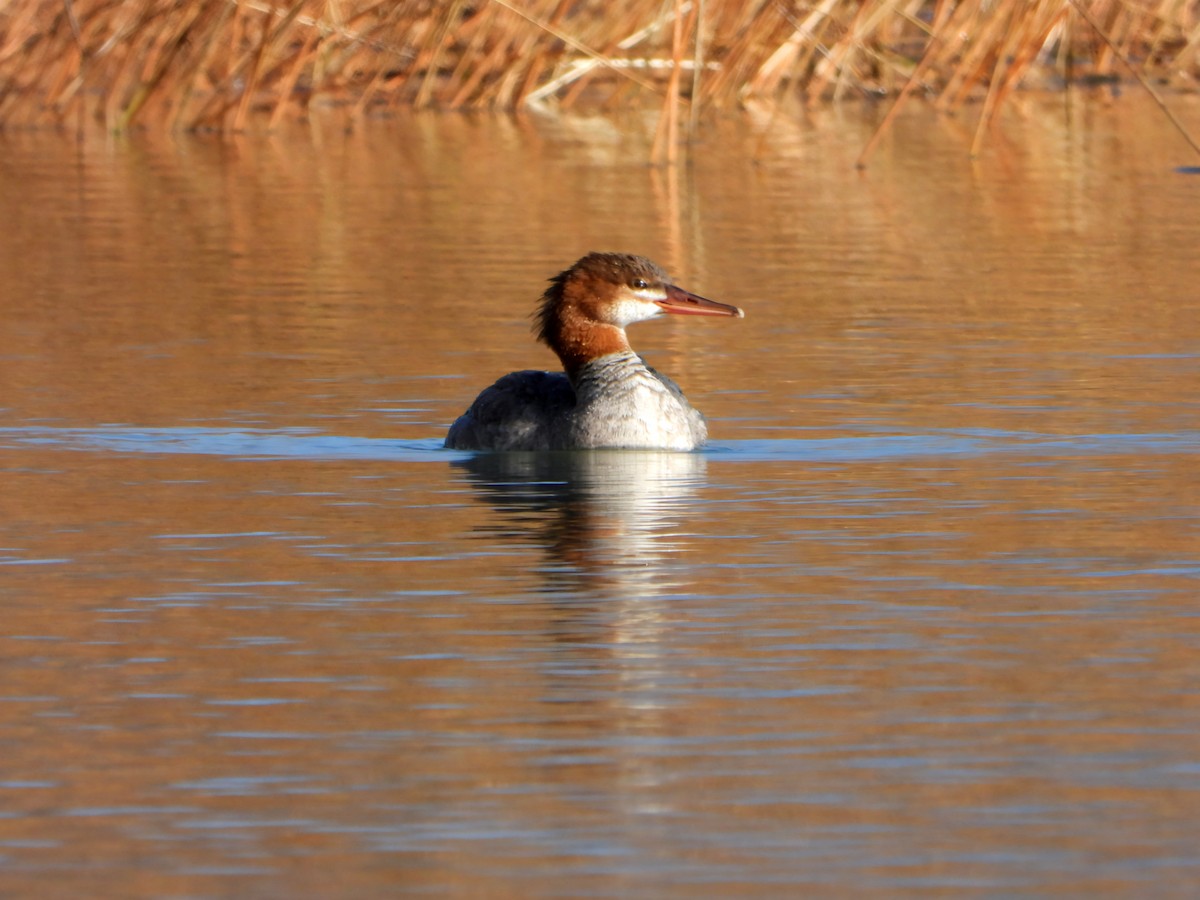 morčák velký - ML625410969