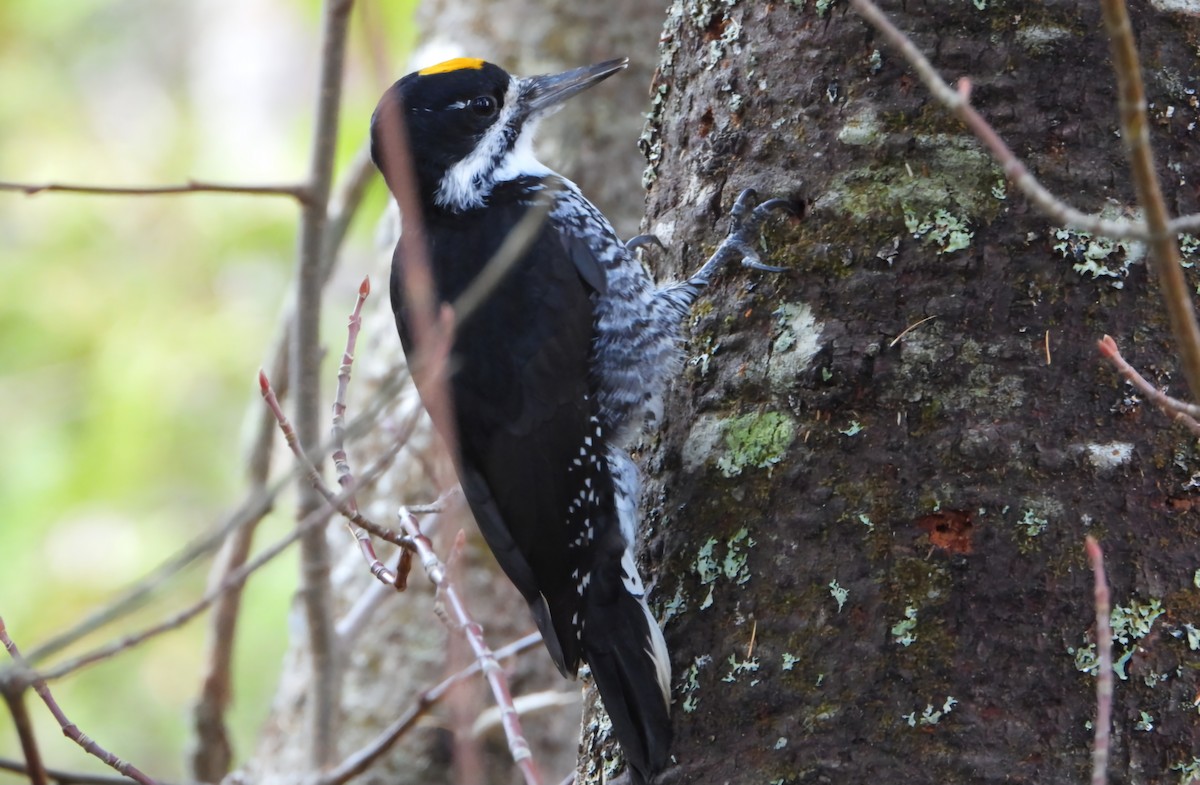 Black-backed Woodpecker - ML625410971