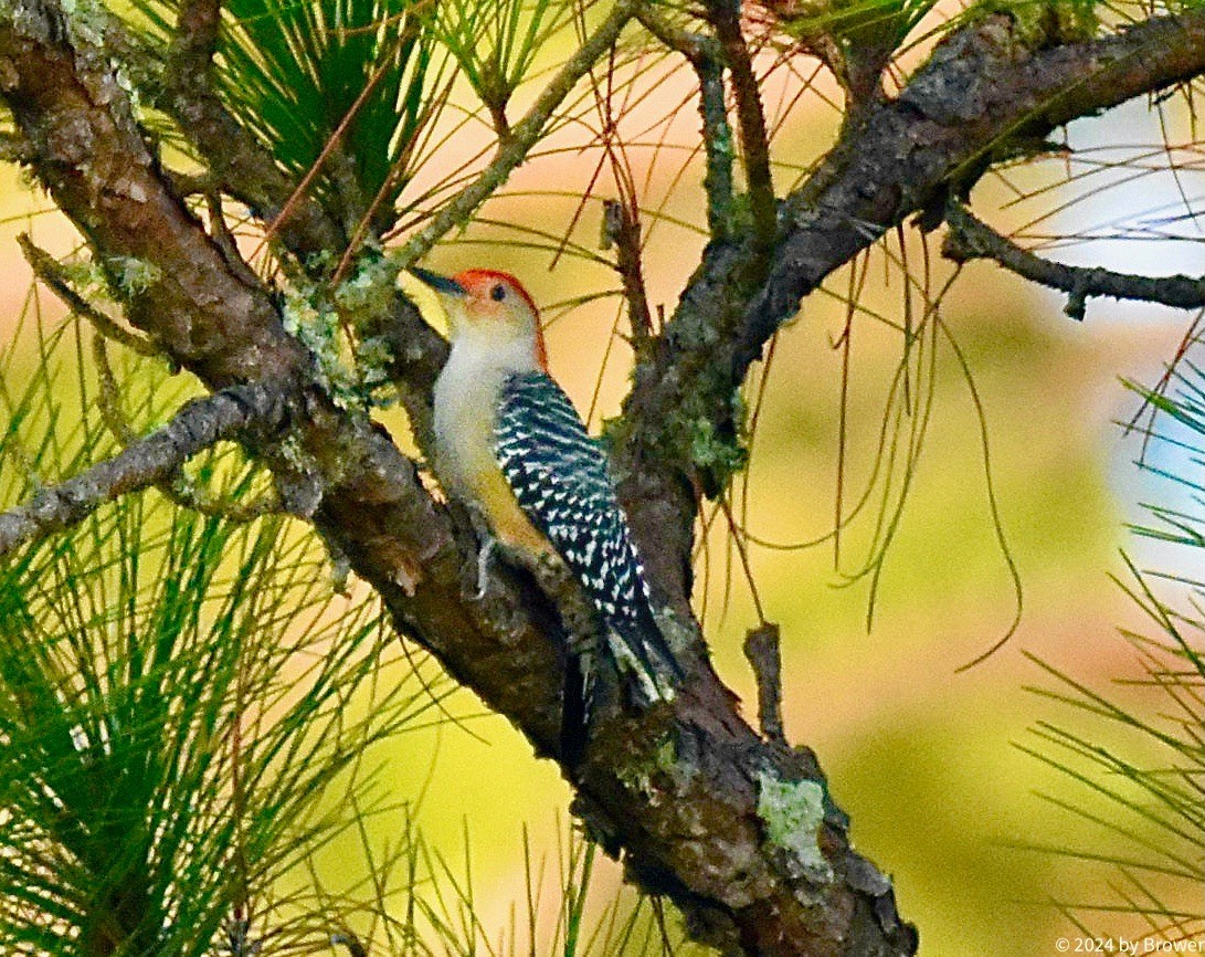 Red-bellied Woodpecker - ML625410975