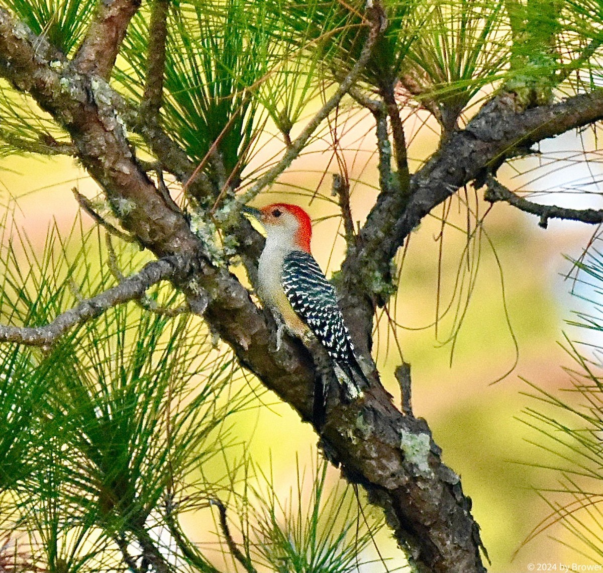 Red-bellied Woodpecker - ML625410976