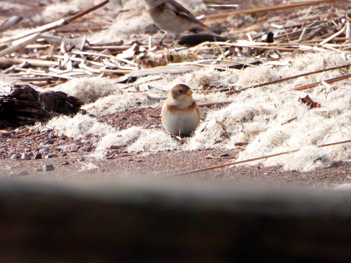 sněhule severní - ML625410981