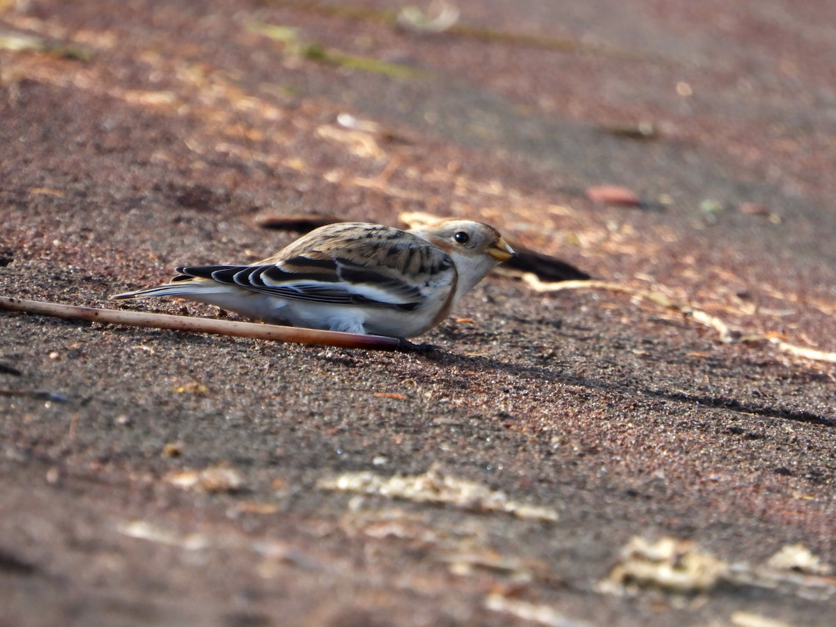 sněhule severní - ML625410982