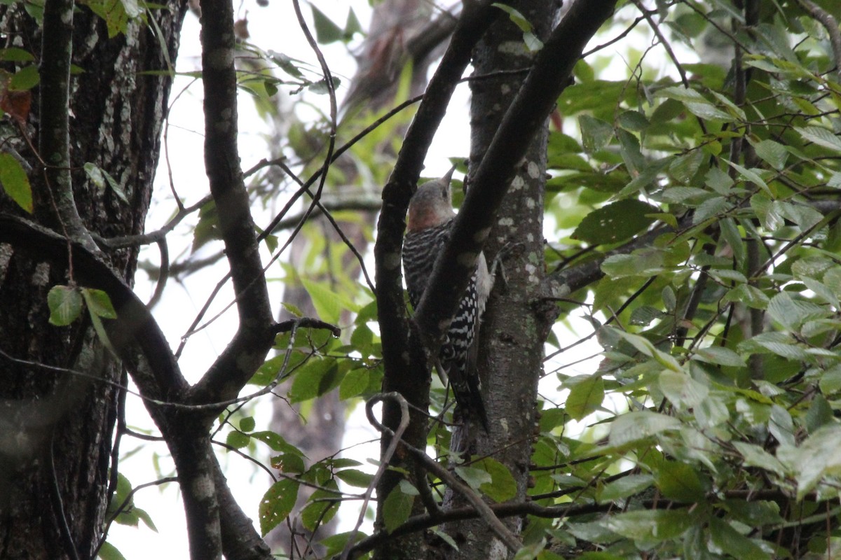 Red-bellied Woodpecker - ML625411083