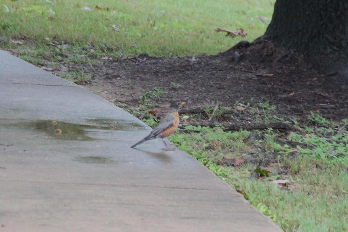 American Robin - ML625411094