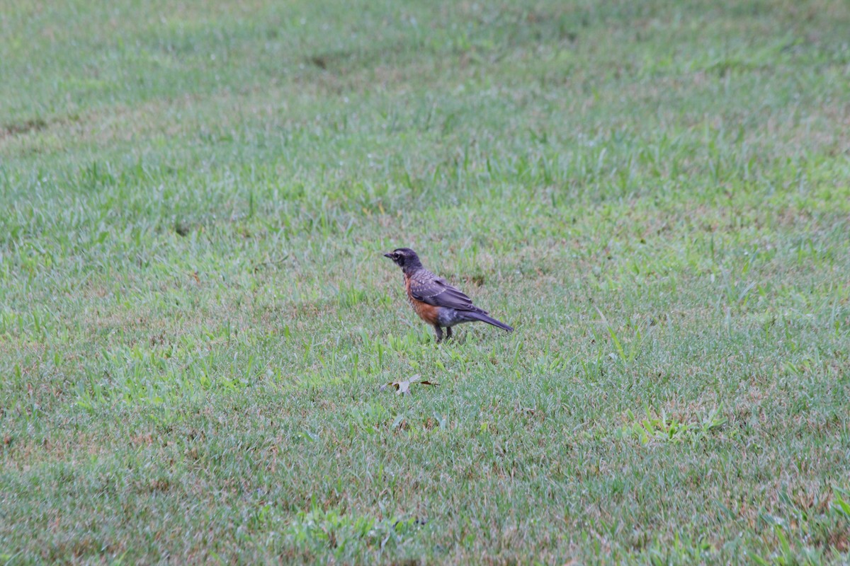 American Robin - ML625411096