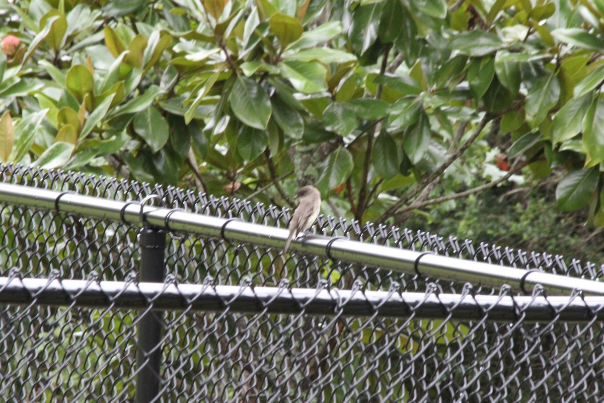 Eastern Phoebe - ML625411097