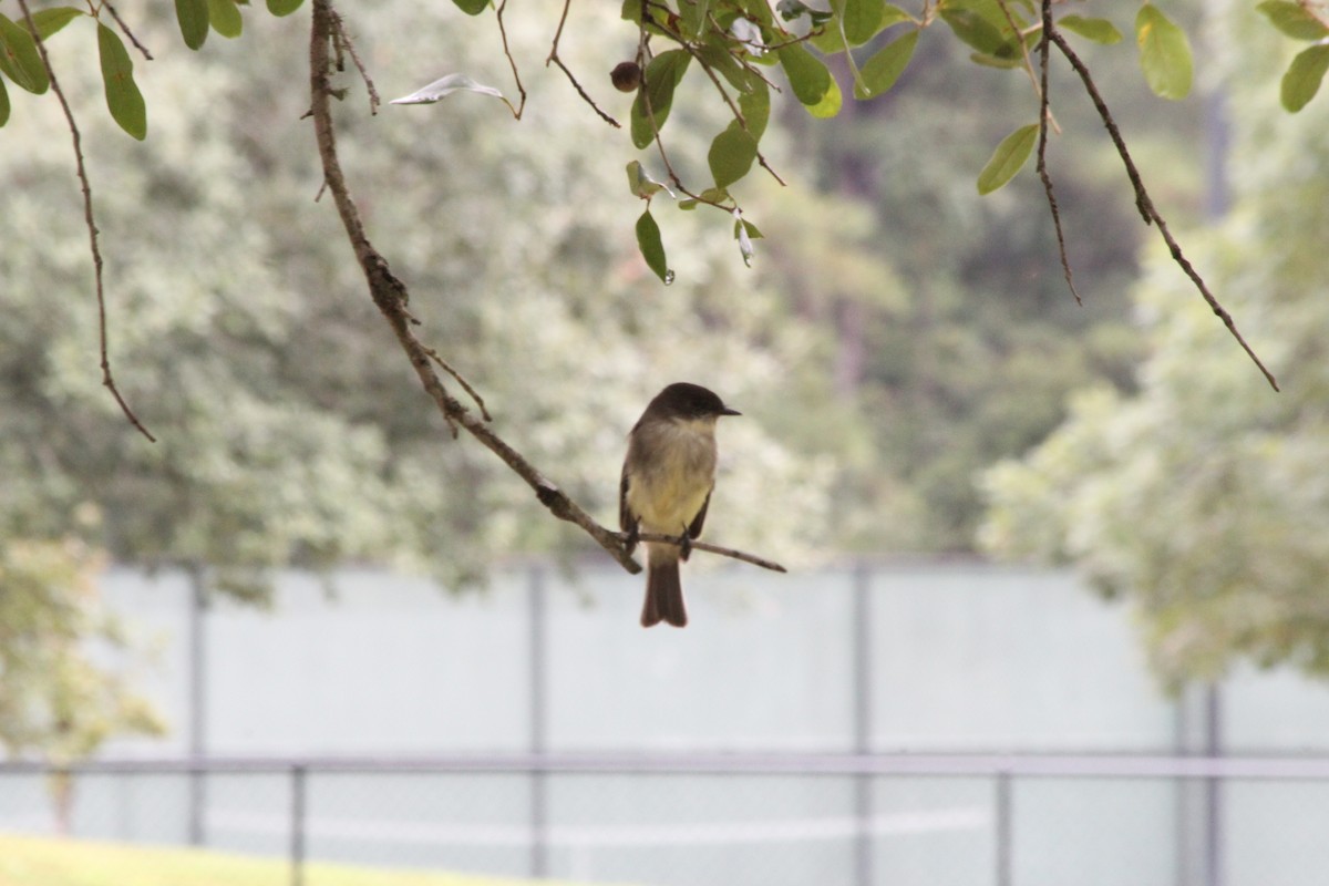 Eastern Phoebe - ML625411098