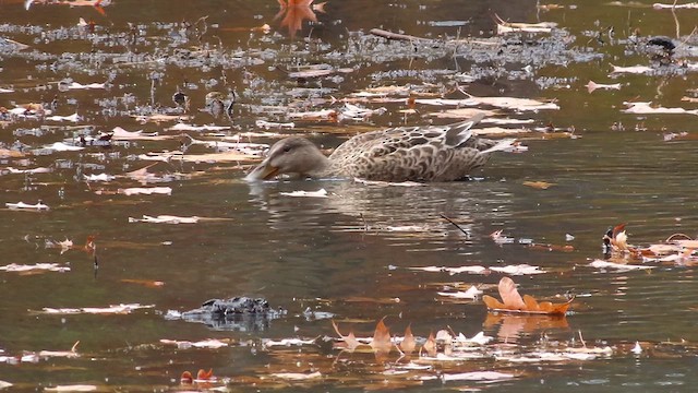 Northern Shoveler - ML625411154