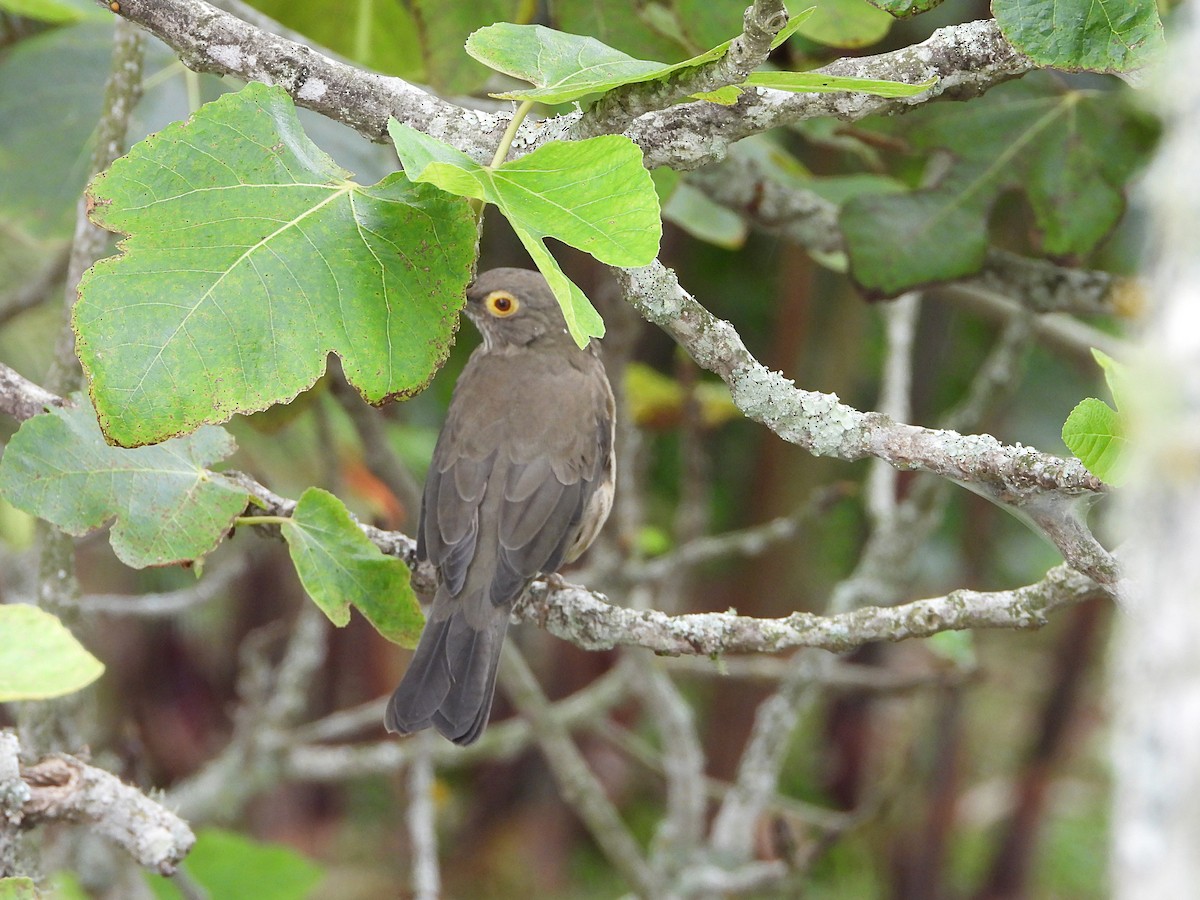 Spectacled Thrush - ML625411238