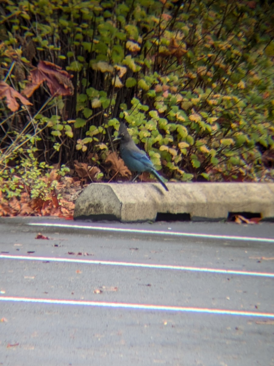 Steller's Jay - ML625411243