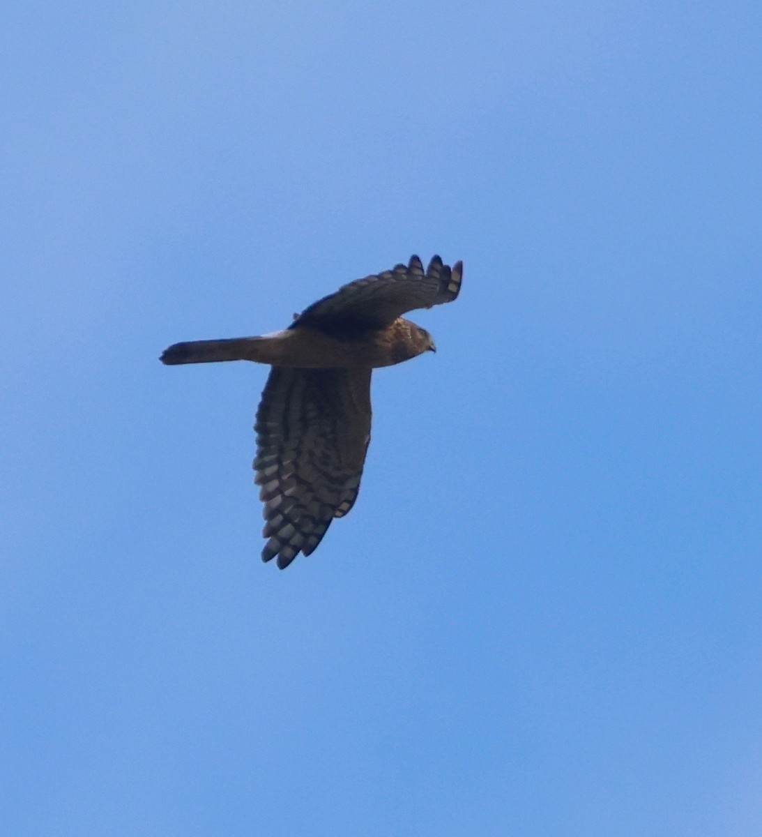 Northern Harrier - J.A. Smith