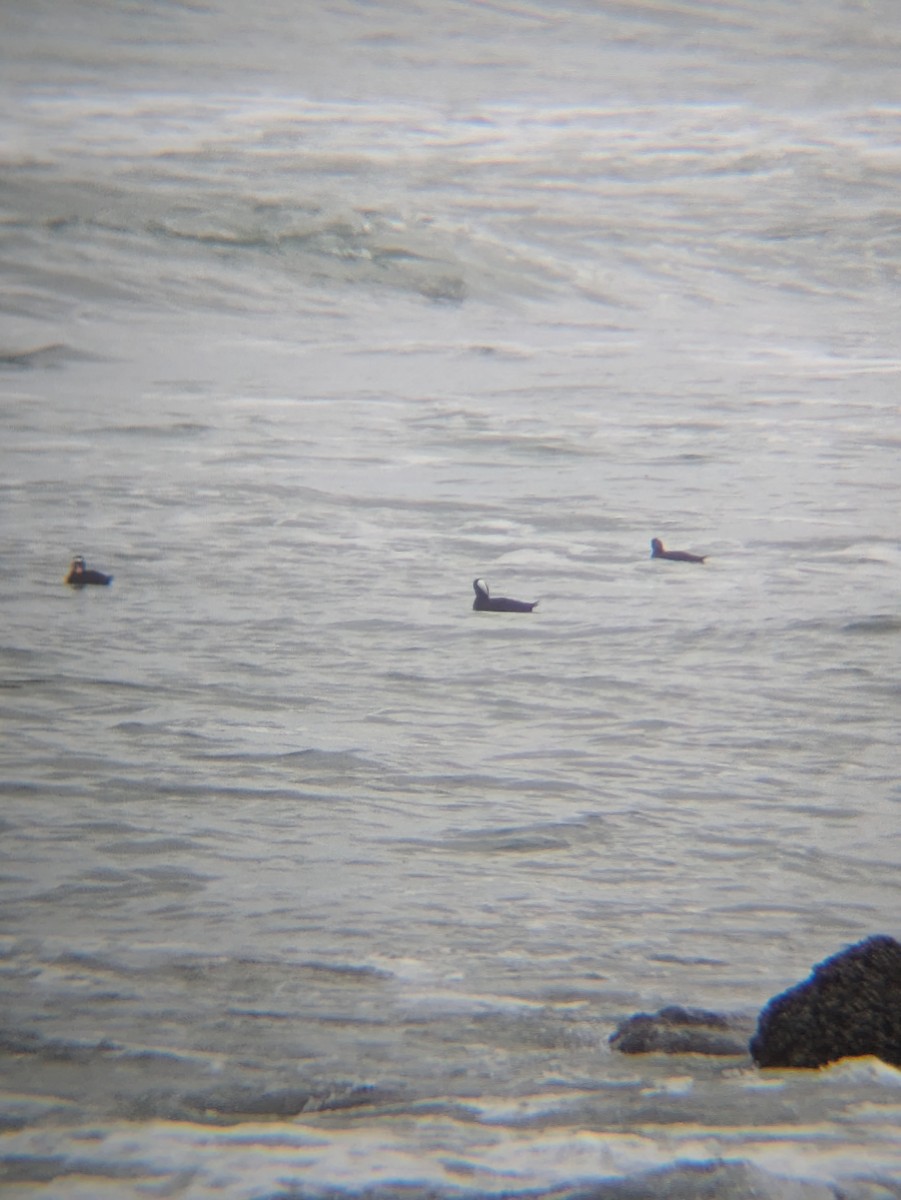 Surf Scoter - ML625411273