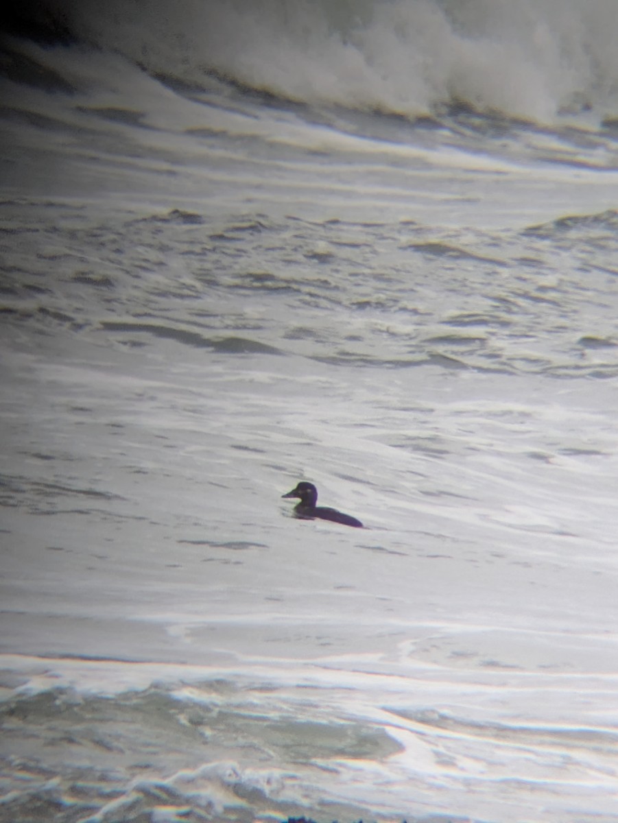 Surf Scoter - ML625411275