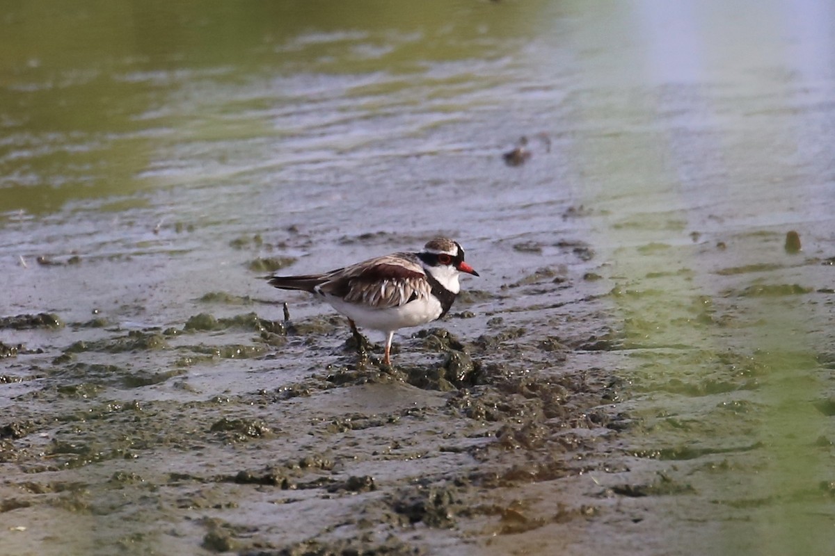 Black-fronted Dotterel - ML625411276