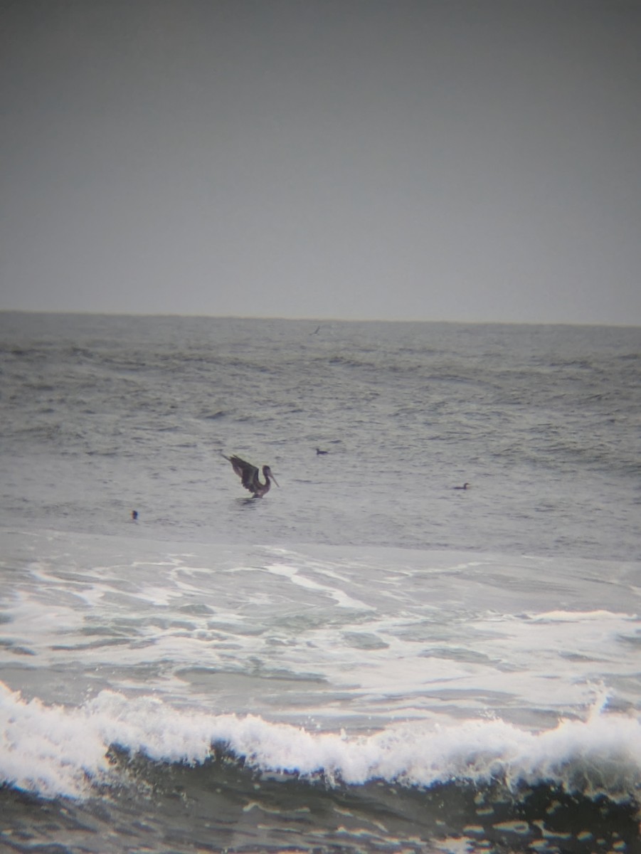 Brown Pelican - ML625411284