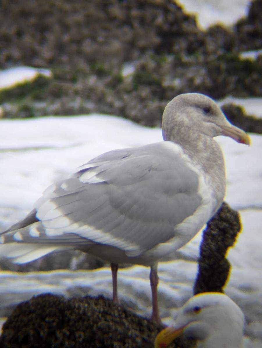 Glaucous-winged Gull - ML625411291
