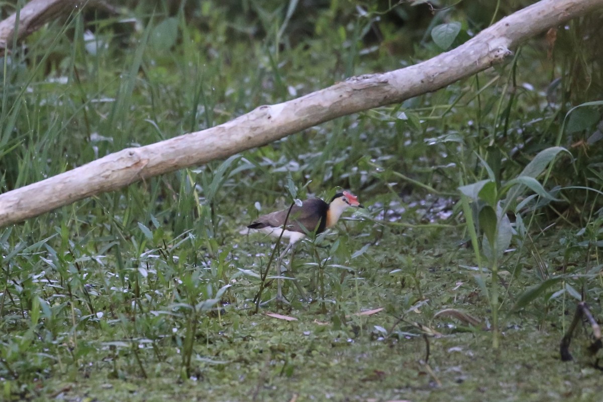 Comb-crested Jacana - ML625411292