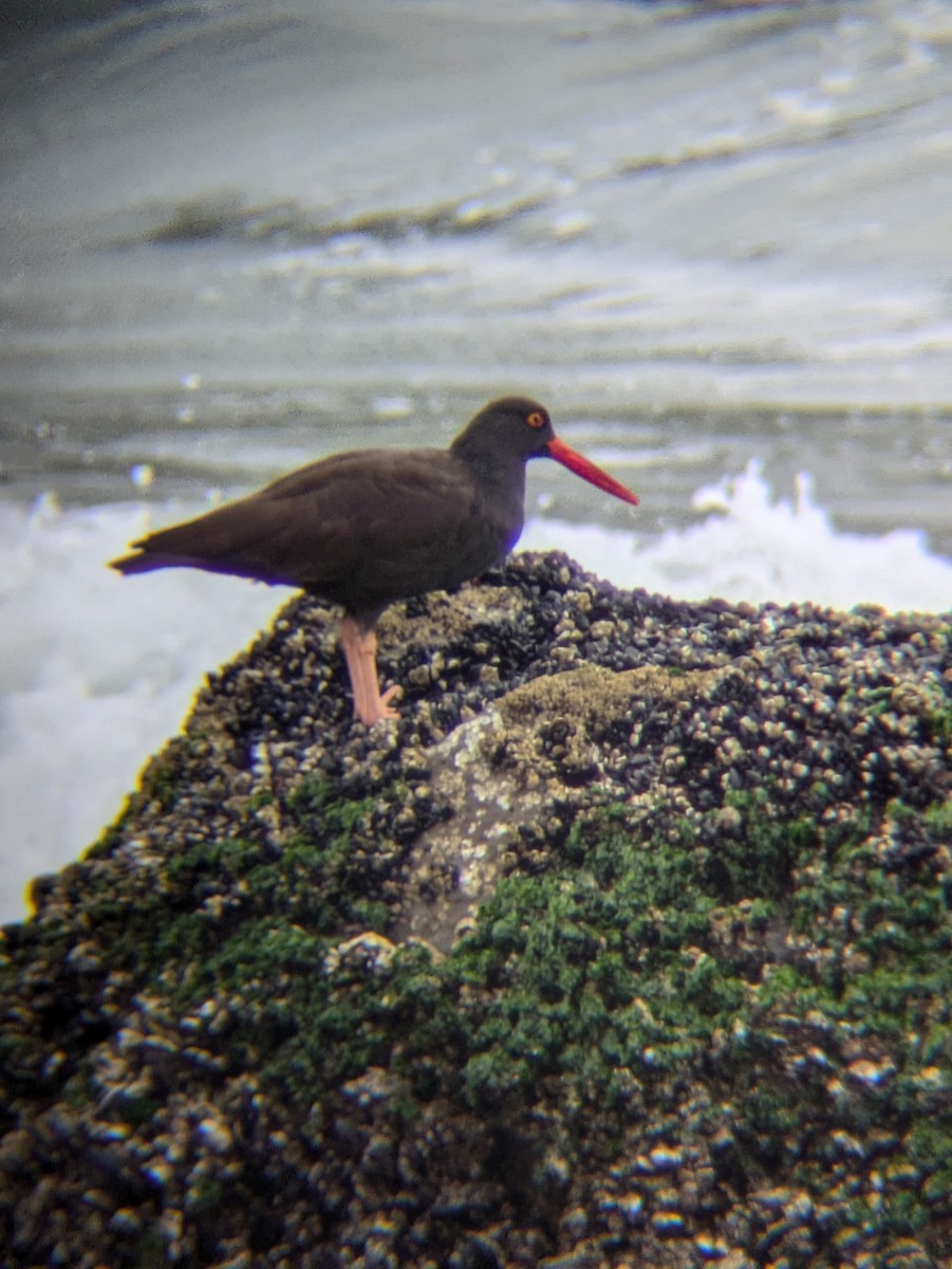 Black Oystercatcher - ML625411293