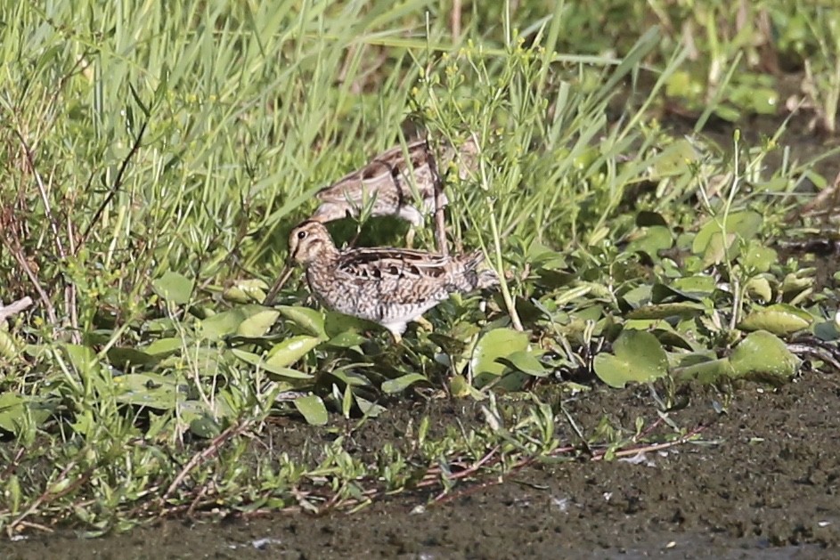 Latham's Snipe - ML625411301