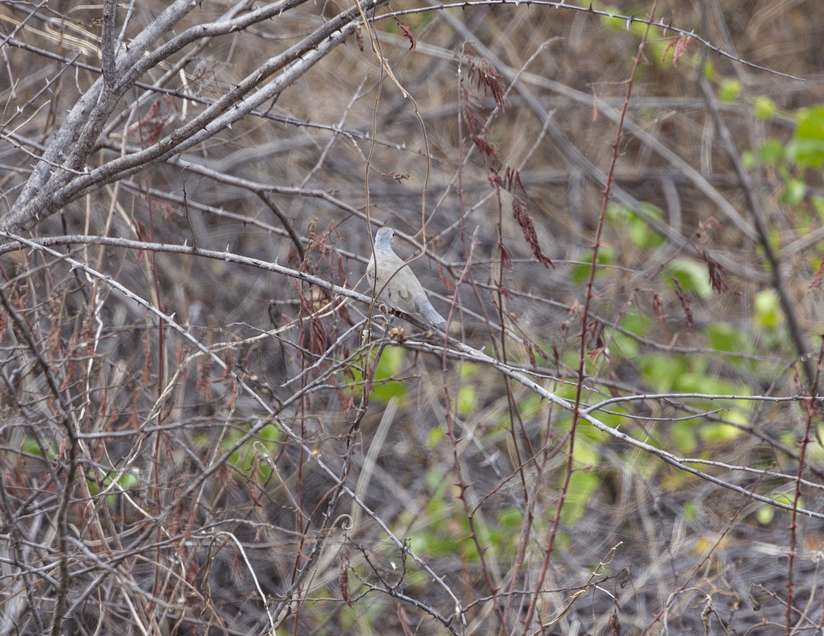 Plain-breasted Ground Dove - ML625411305