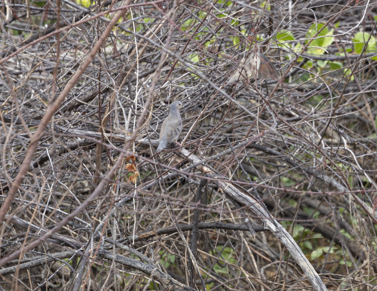 Plain-breasted Ground Dove - ML625411306