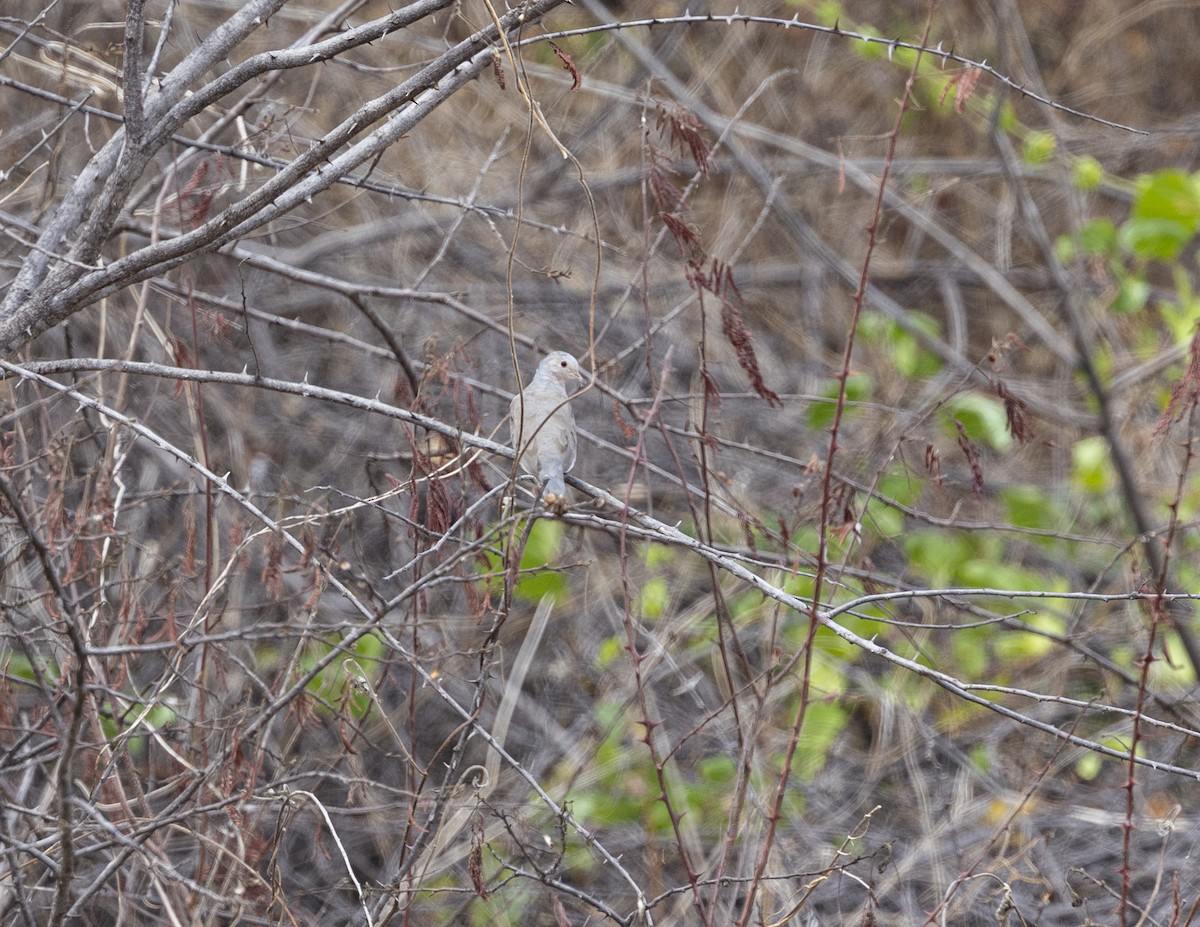 Plain-breasted Ground Dove - ML625411307