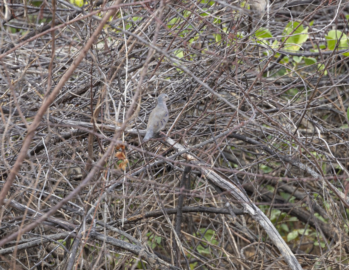 Plain-breasted Ground Dove - ML625411308