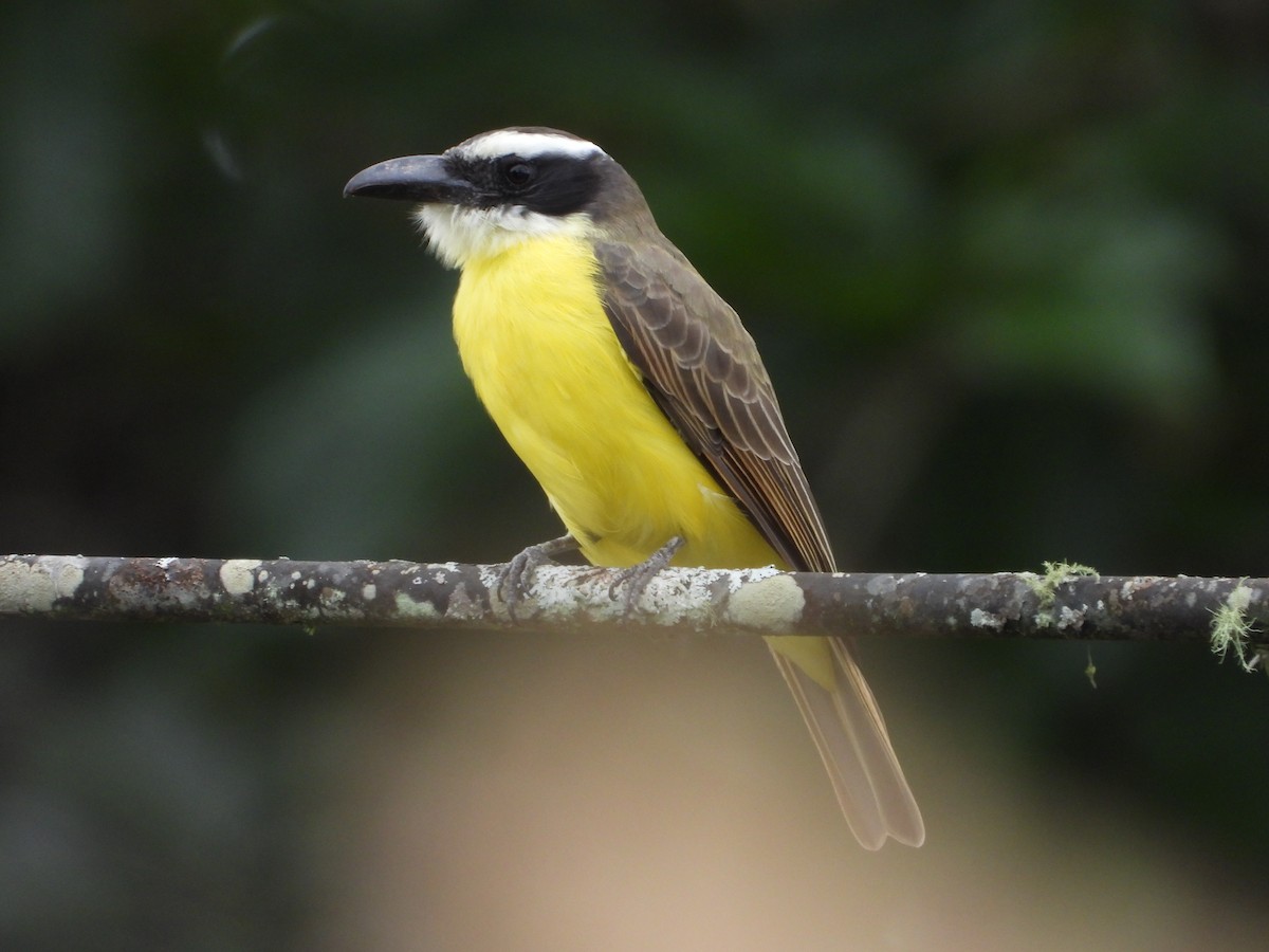 Boat-billed Flycatcher - ML625411313