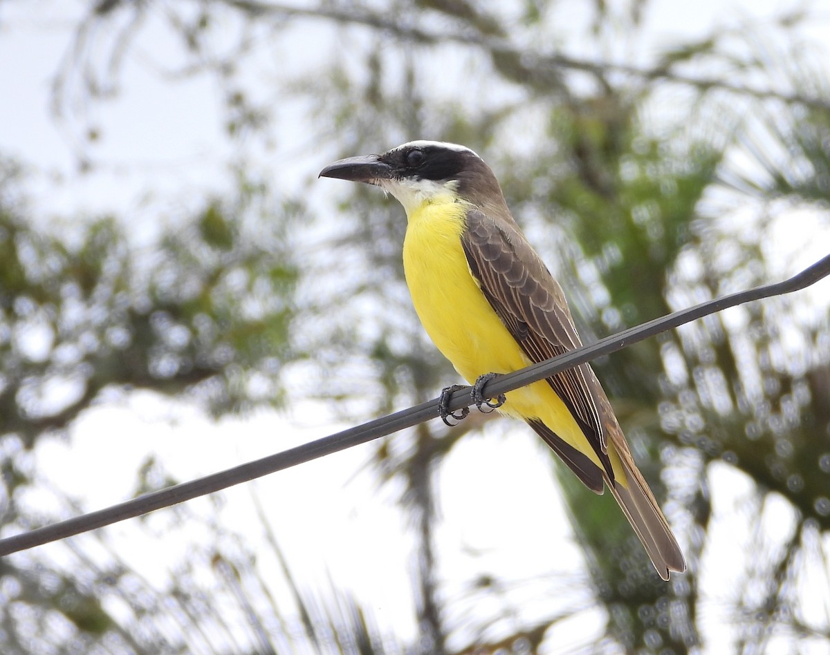 Boat-billed Flycatcher - ML625411343