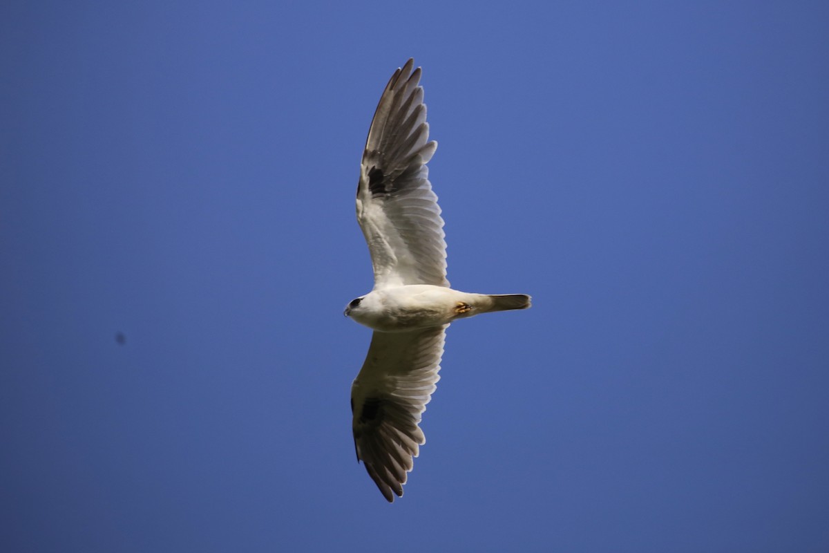 Black-shouldered Kite - ML625411346