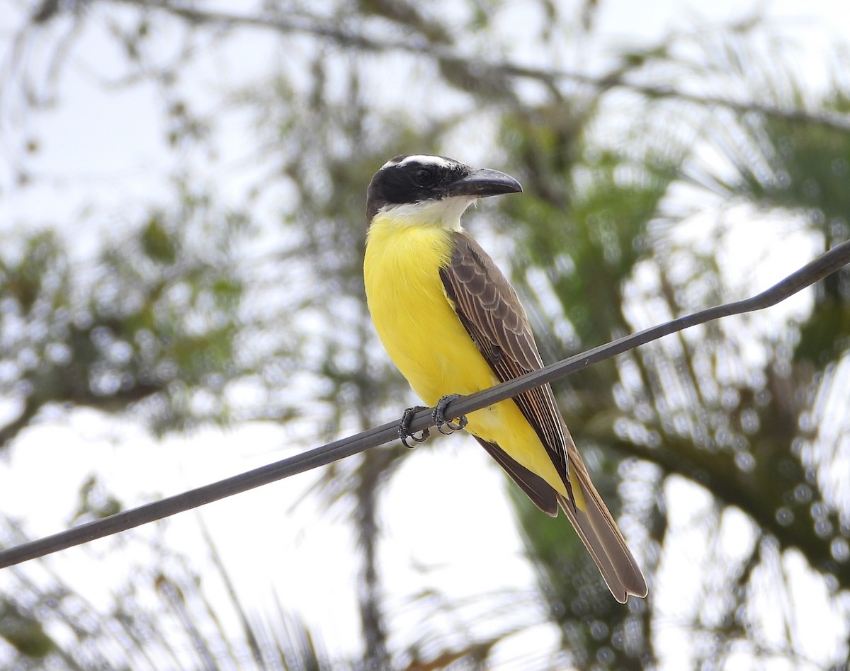 Boat-billed Flycatcher - ML625411347