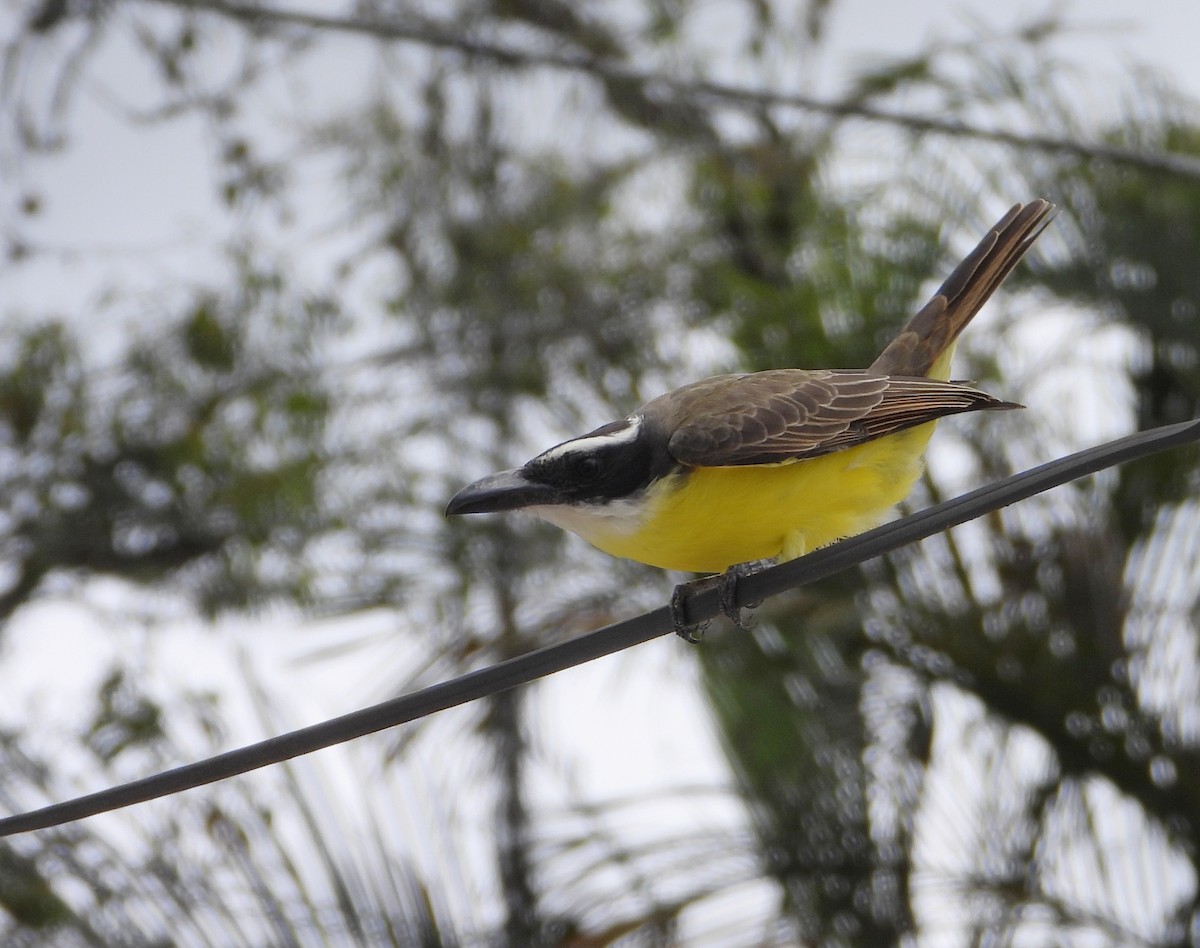 Boat-billed Flycatcher - ML625411350