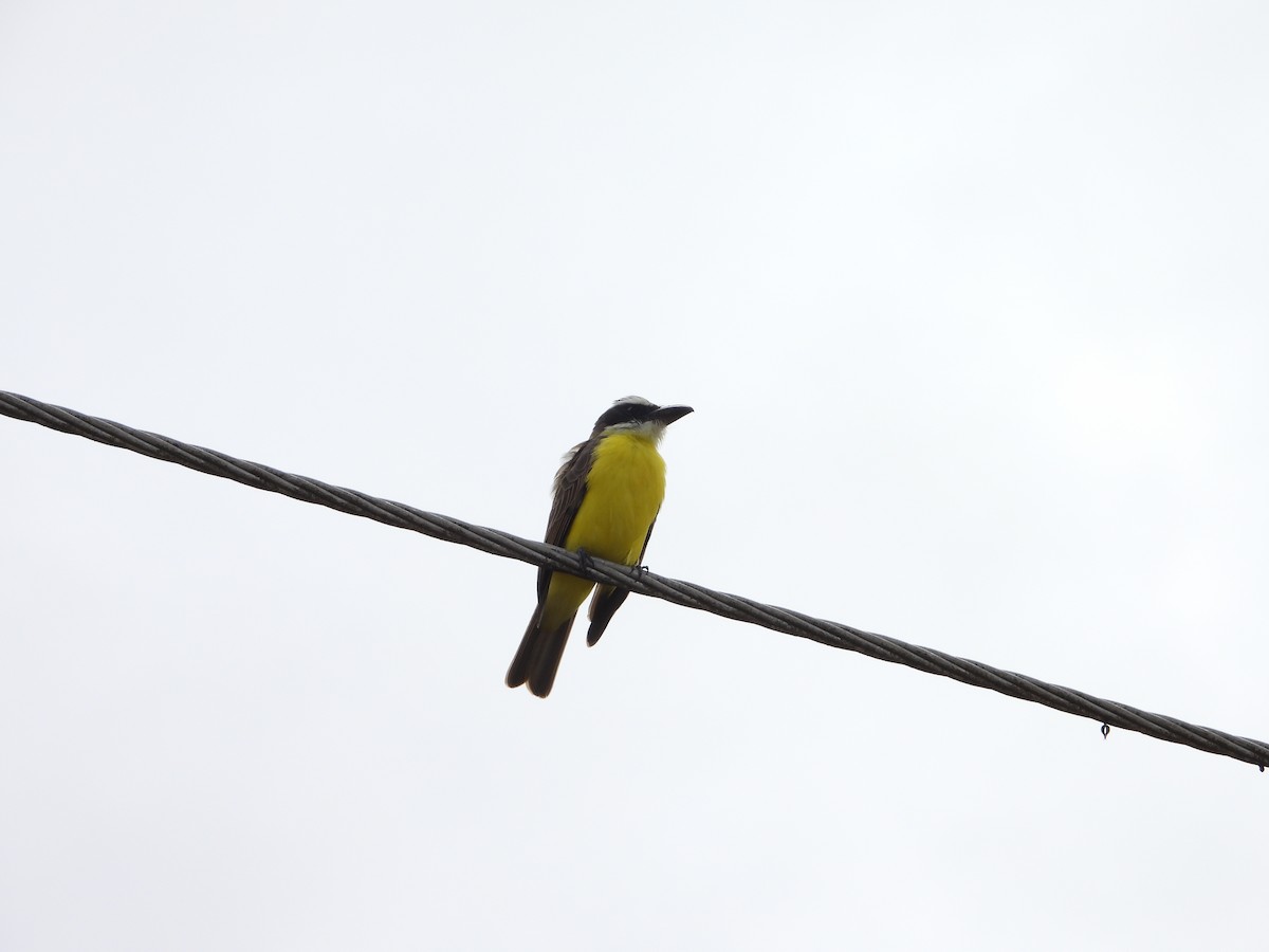 Boat-billed Flycatcher - ML625411362