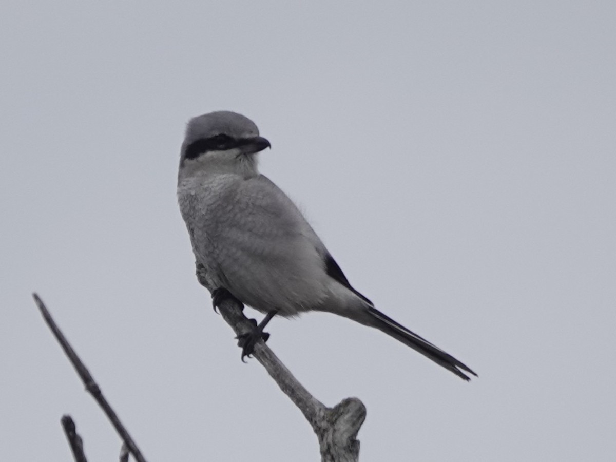 Alcaudón Boreal - ML625411370