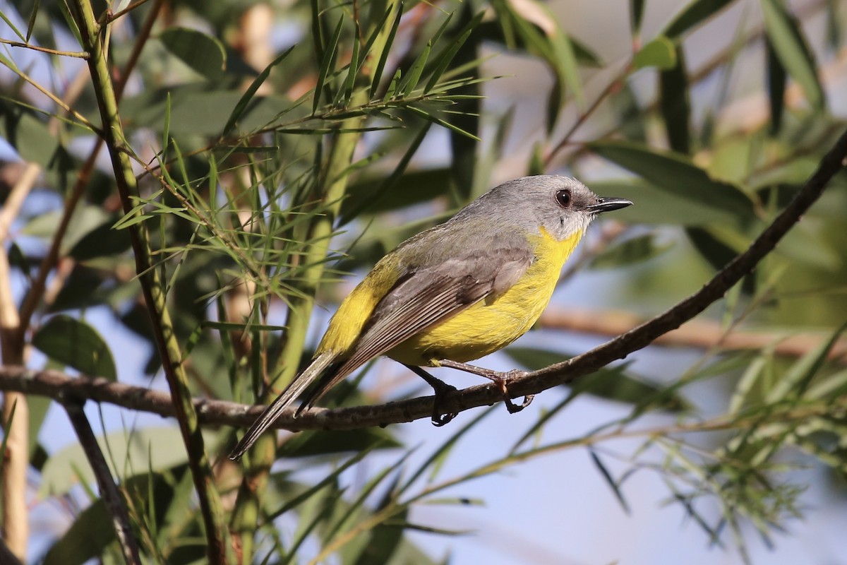 Eastern Yellow Robin - ML625411377