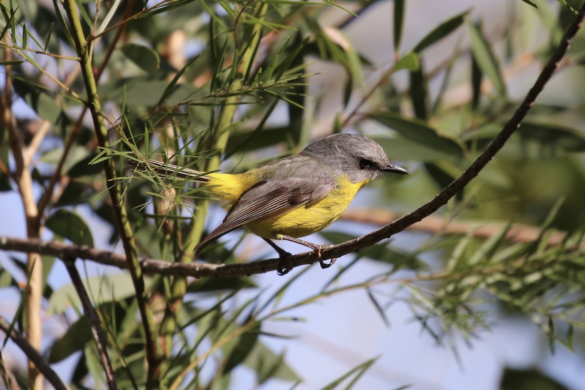 Eastern Yellow Robin - ML625411378