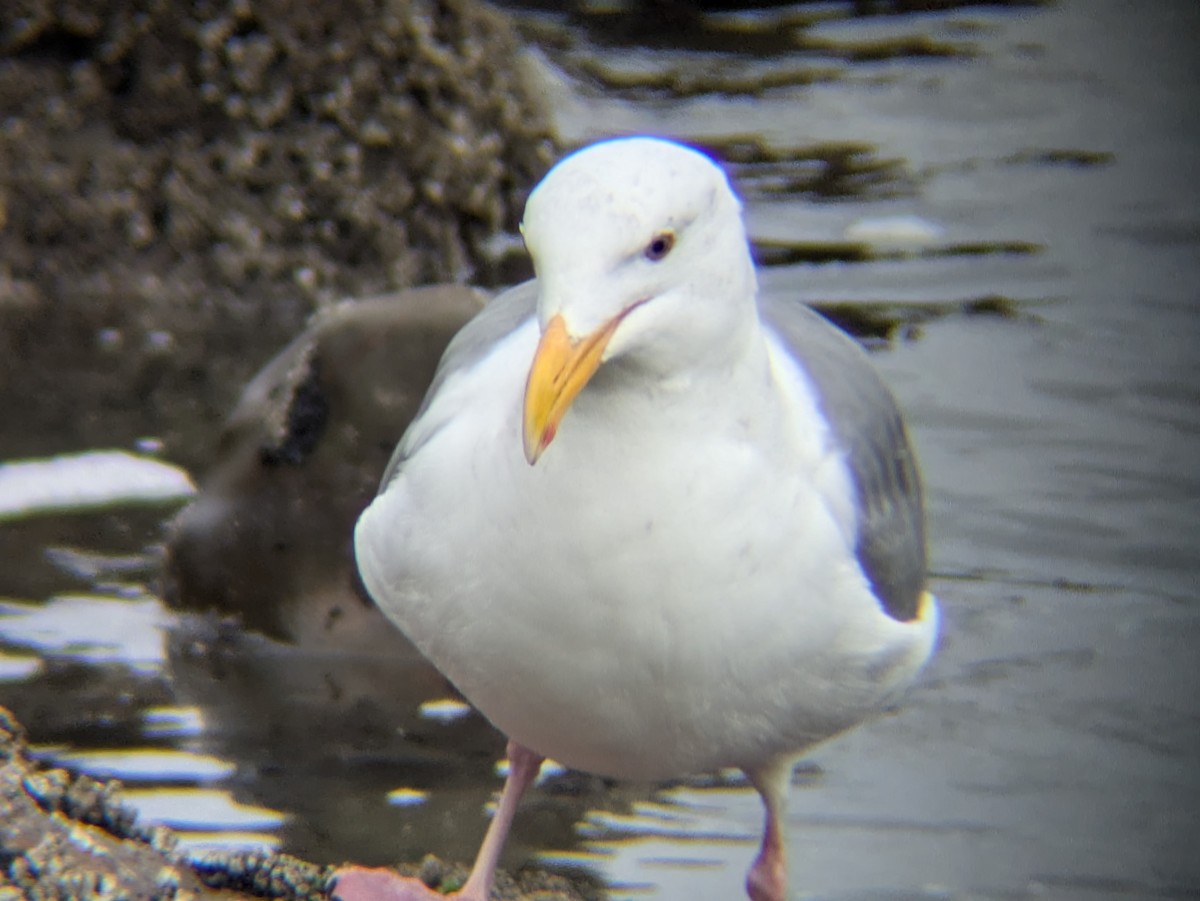 Western Gull - ML625411382